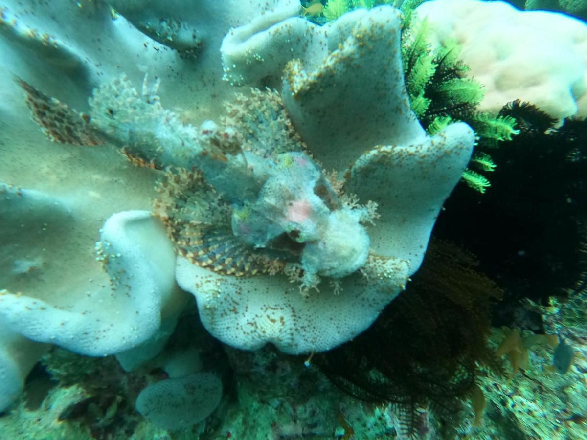 Cabilao Sunset Dive&Beach Resort Loon Exterior foto