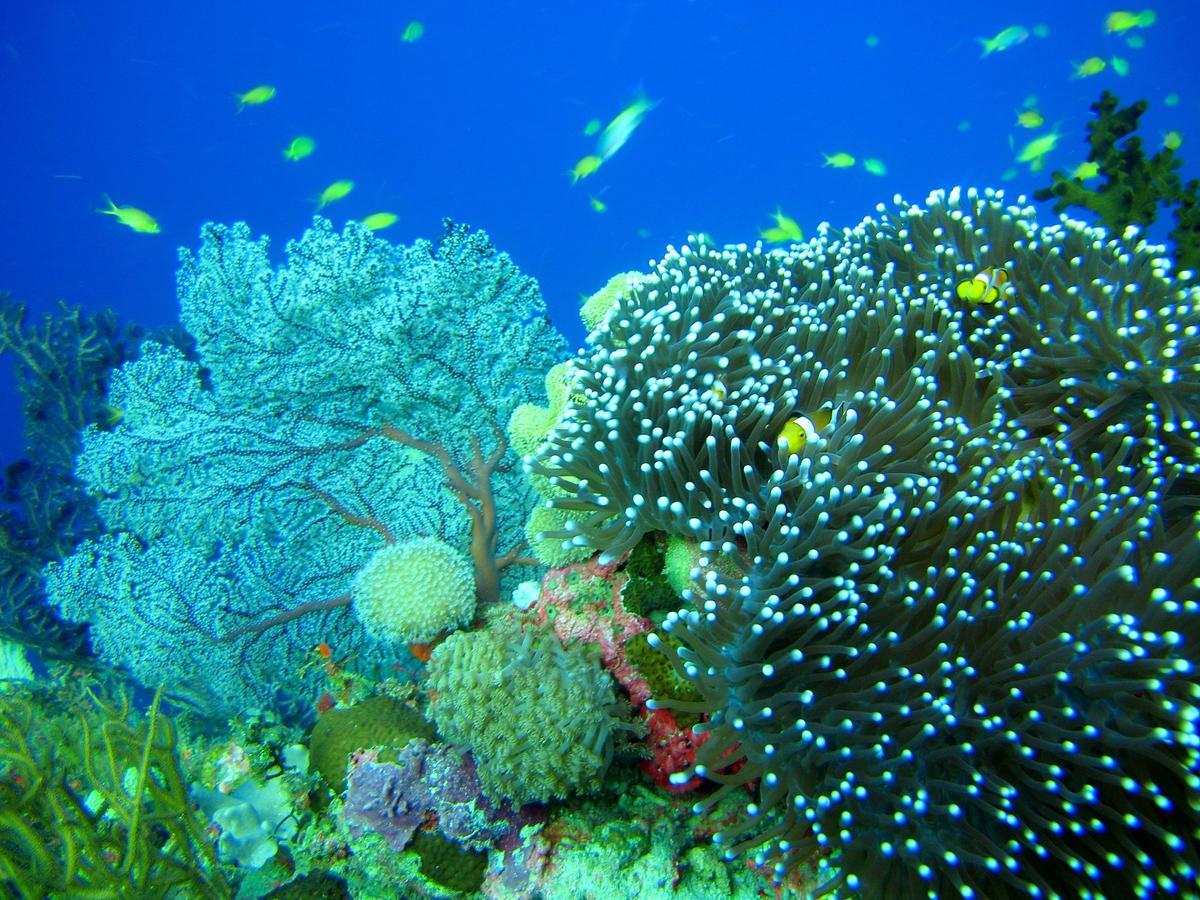 Cabilao Sunset Dive&Beach Resort Loon Exterior foto