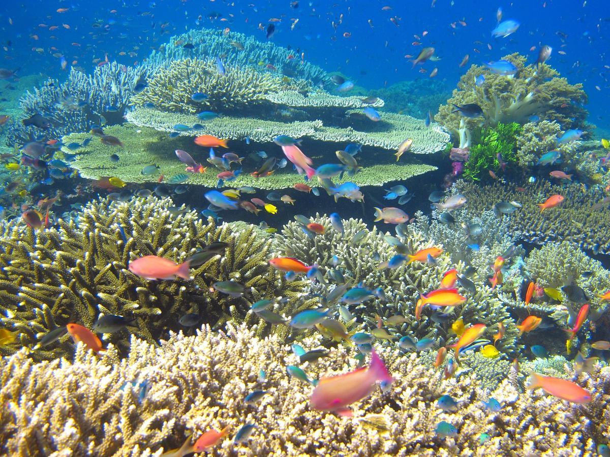 Cabilao Sunset Dive&Beach Resort Loon Exterior foto